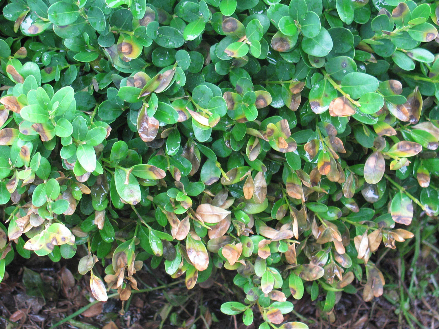 Boxwood Blight Documented Throughout Virginia Rieley & Associates